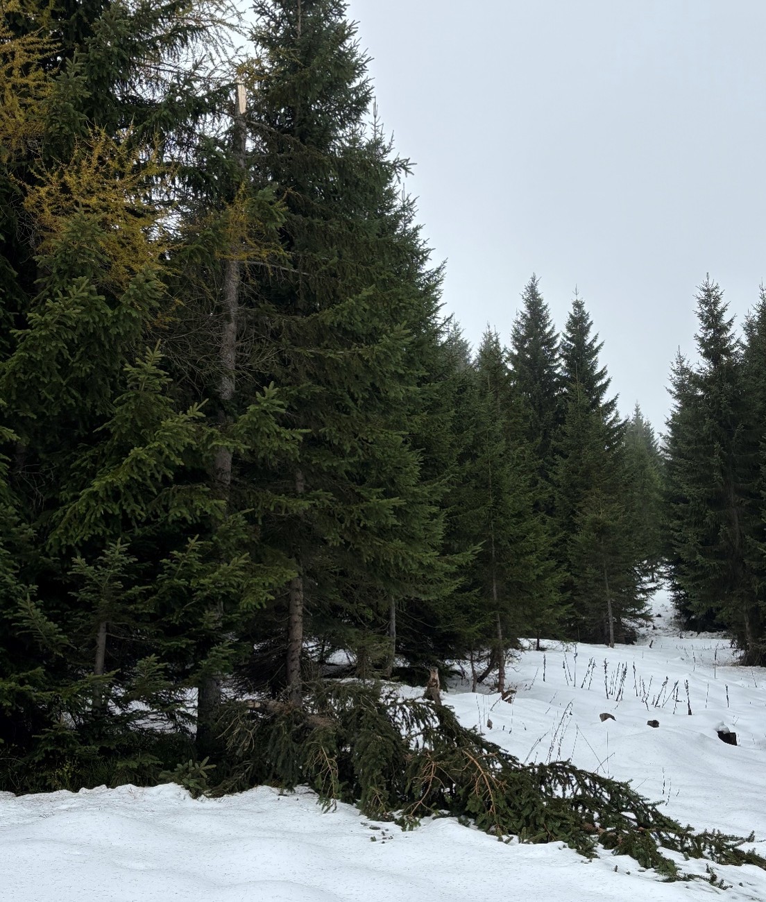 Schnee im Wald, auf Bäumen und Bäume, die davon brechen