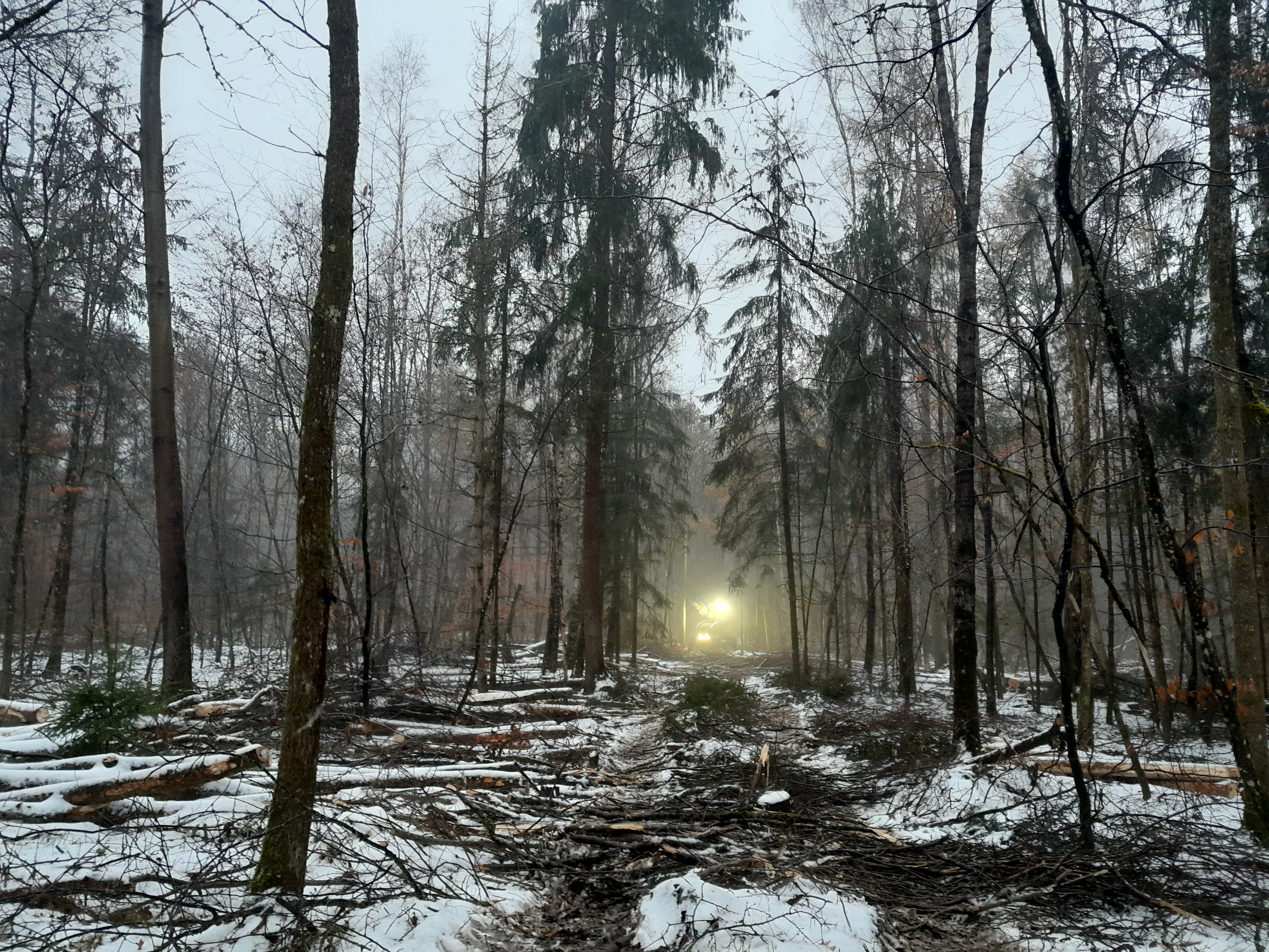 Spezialharvester im Einsatz