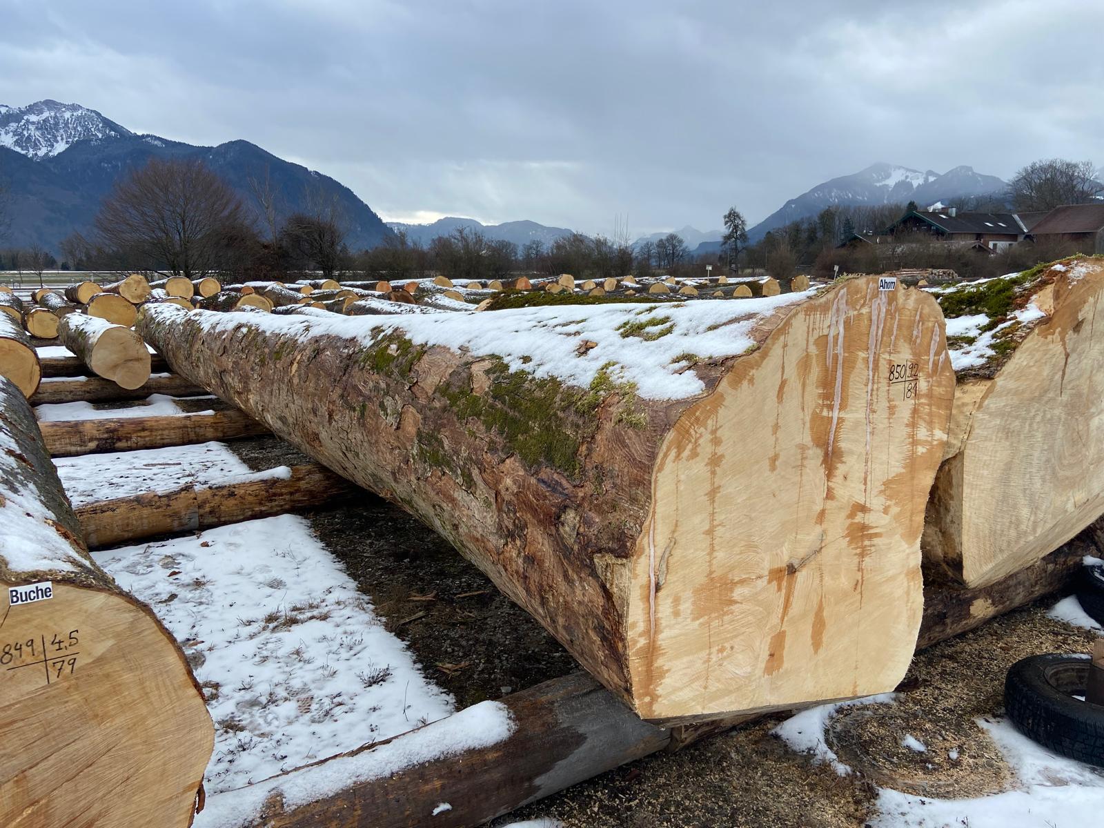 Holzstämme der Holzsubmission