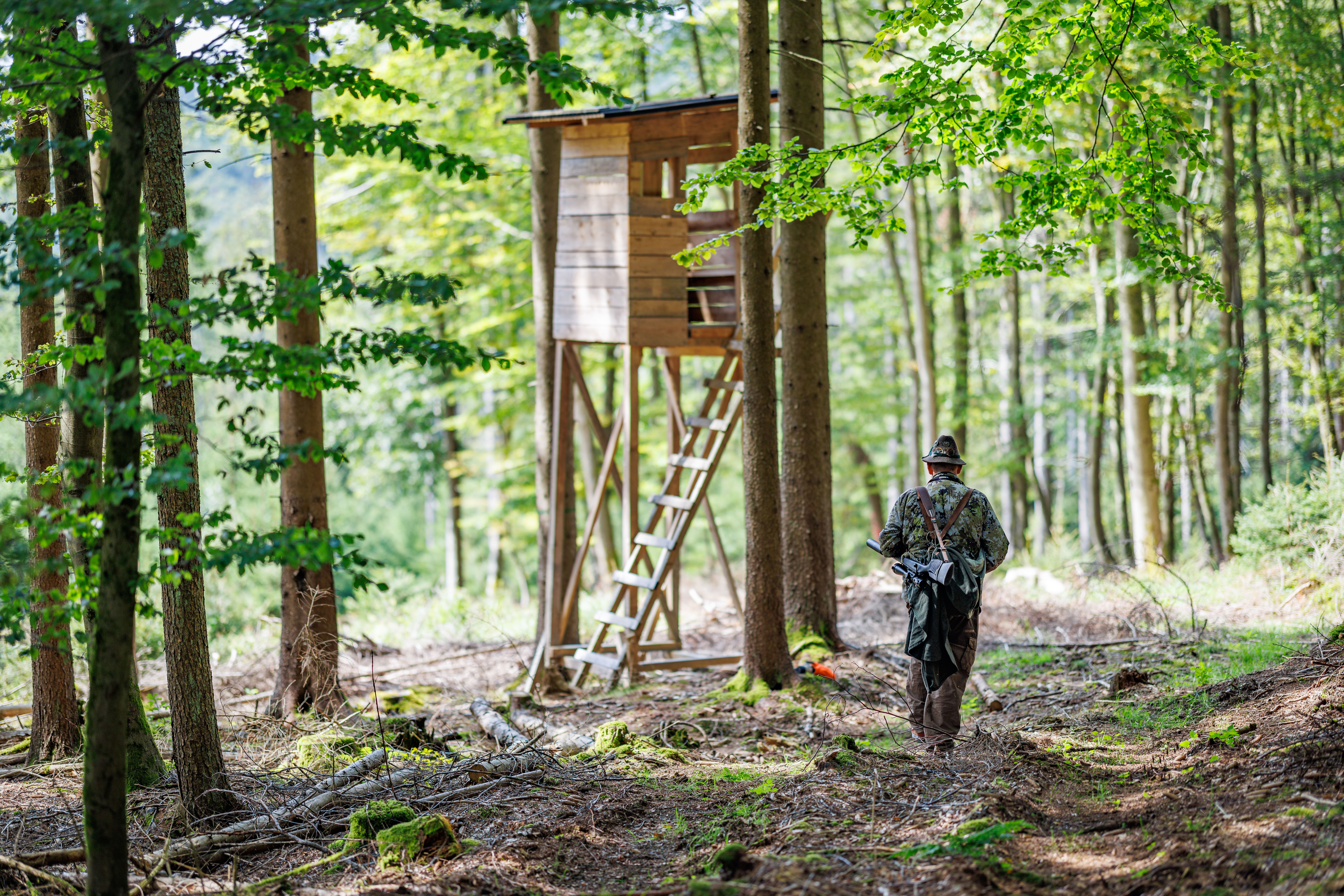 Jäger auf dem Weg zum Hochsitz im Staatswald – Vorbereitung für eine verantwortungsvolle Wildbeobachtung und nachhaltige Jagd.