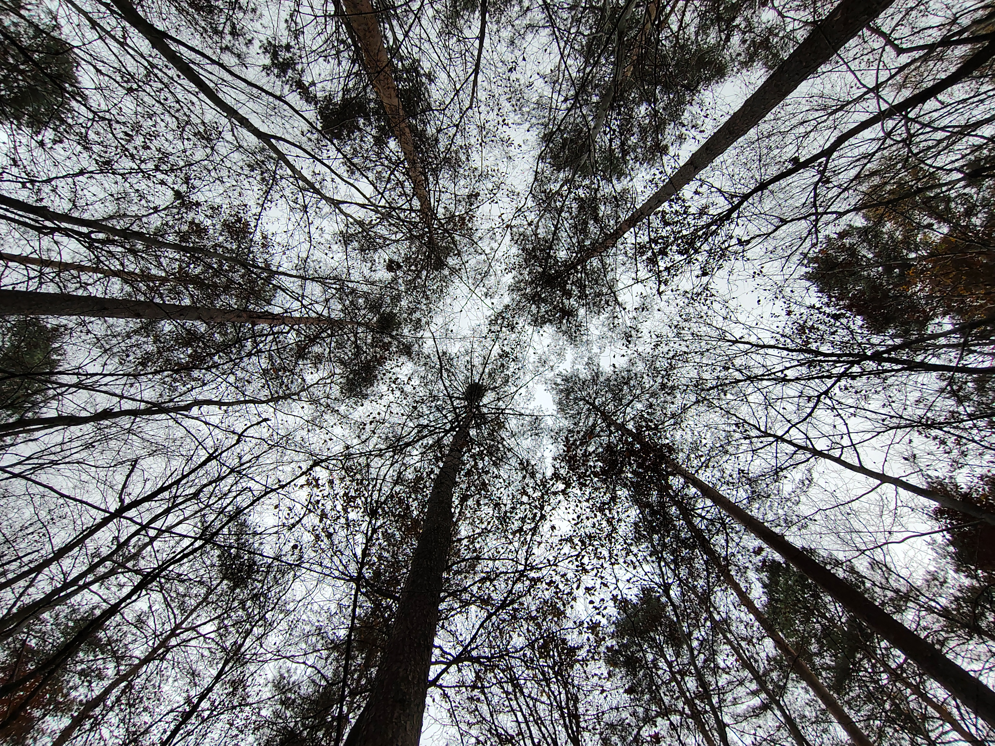 Geschädigte Kiefern am Teufelsee