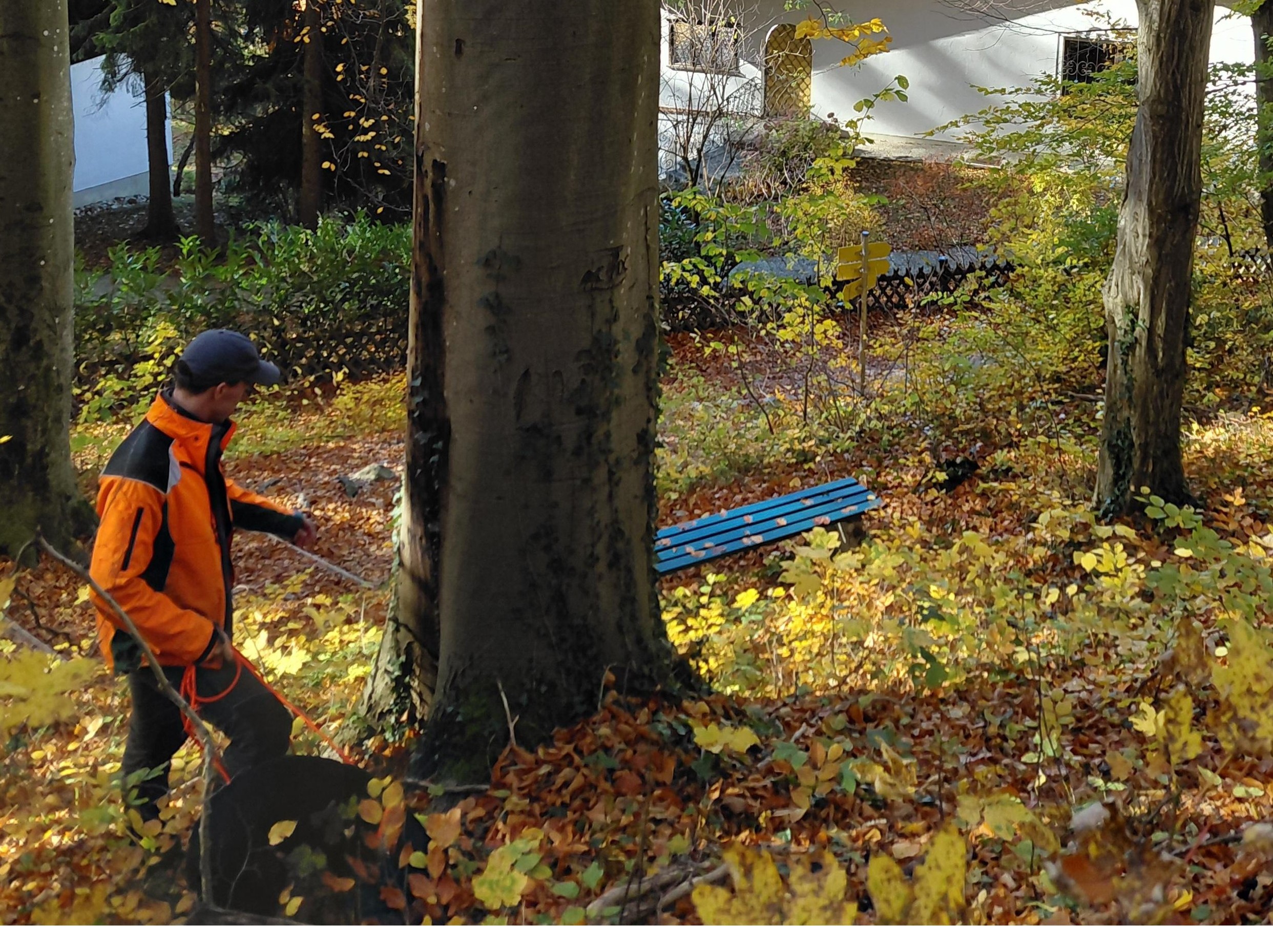 Förster steht vor kranker Buche, im Hintergrund ein Haus