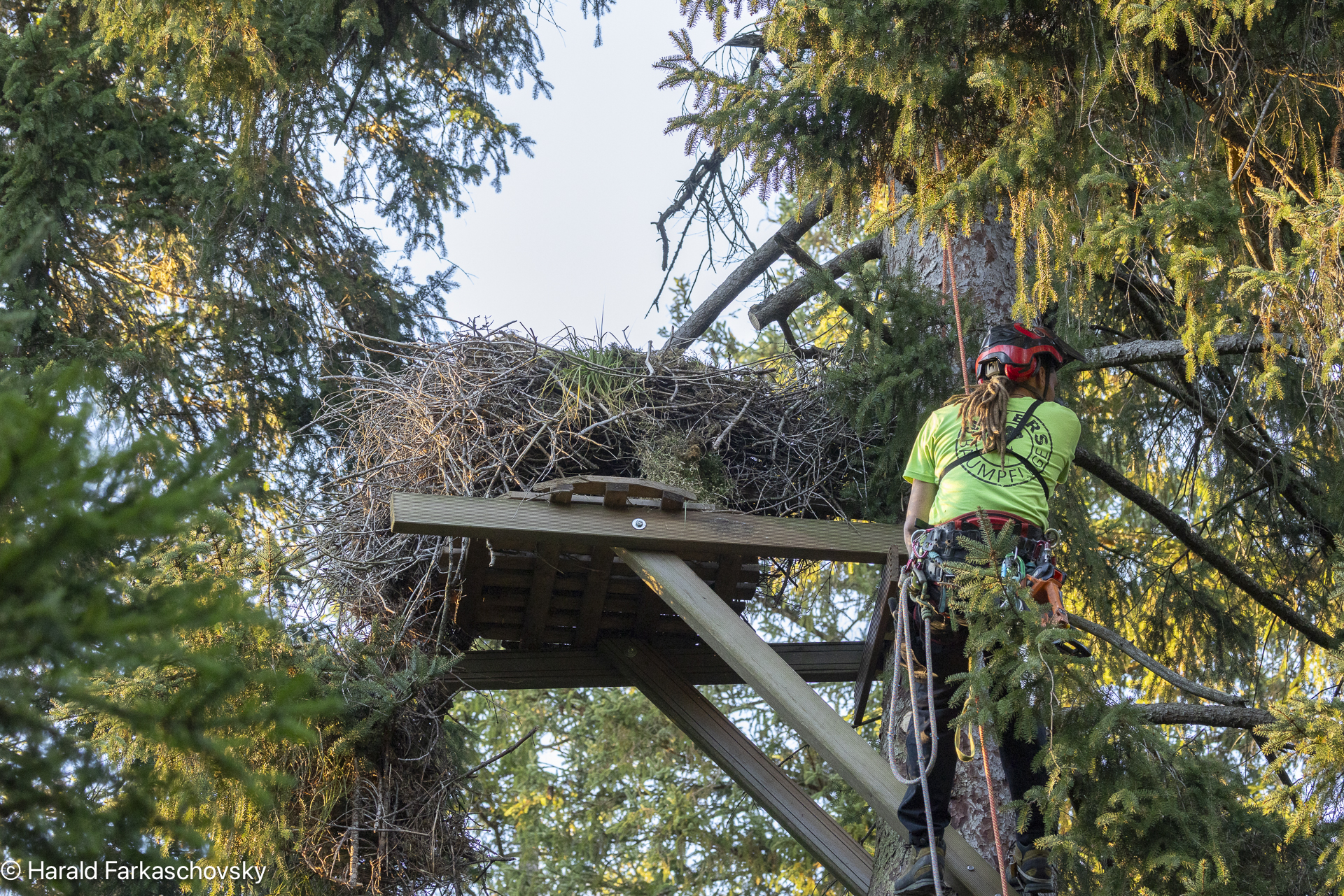 Kunstvogelhorst im Baum, gezimmerte Halterung