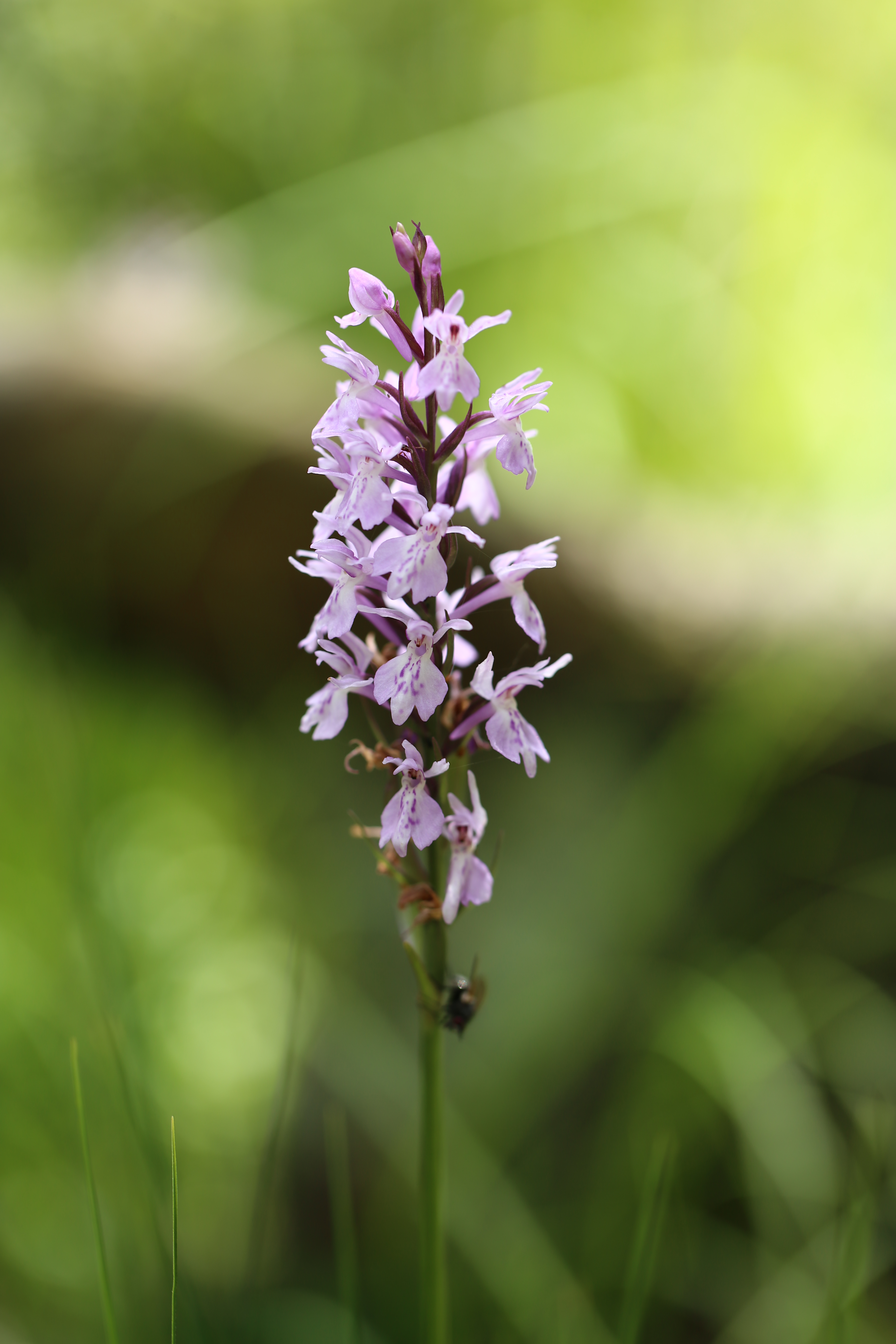 Blume in einem Naturschutzgebiet