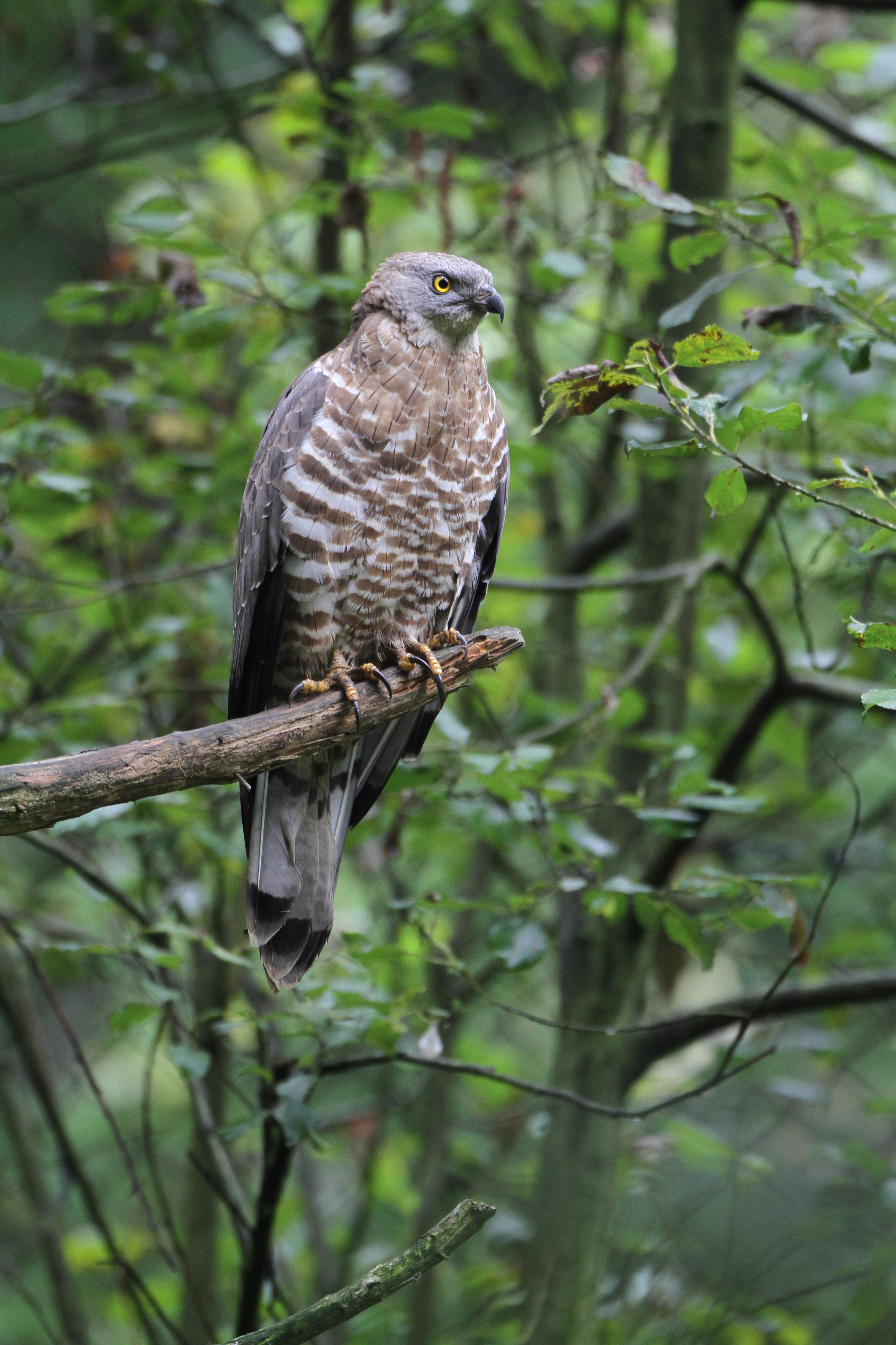 Wespenbussard auf einem Ast