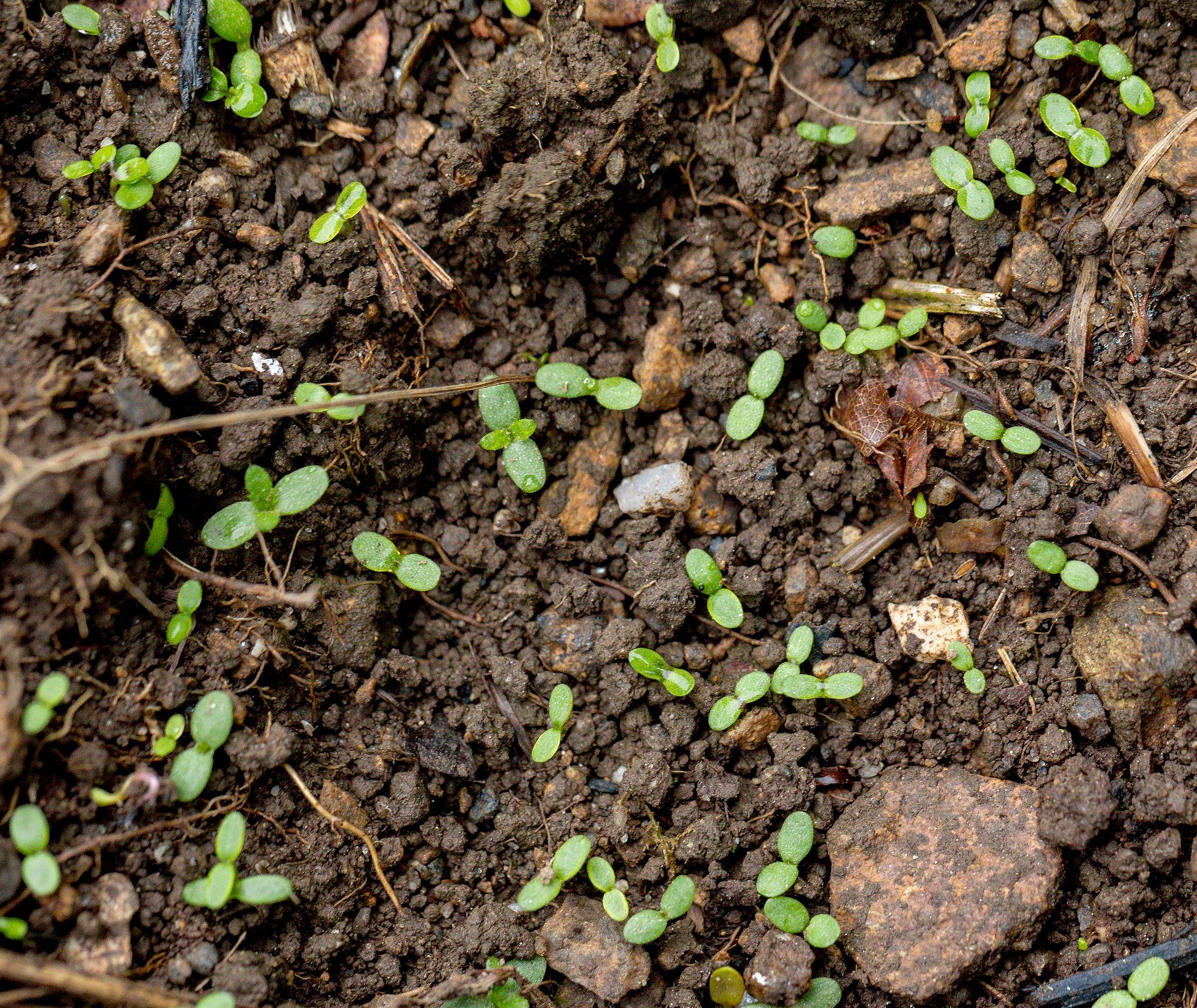 Die ersten Samen fangen zu wachsen an. Erde mit kleinen Pflanzen.