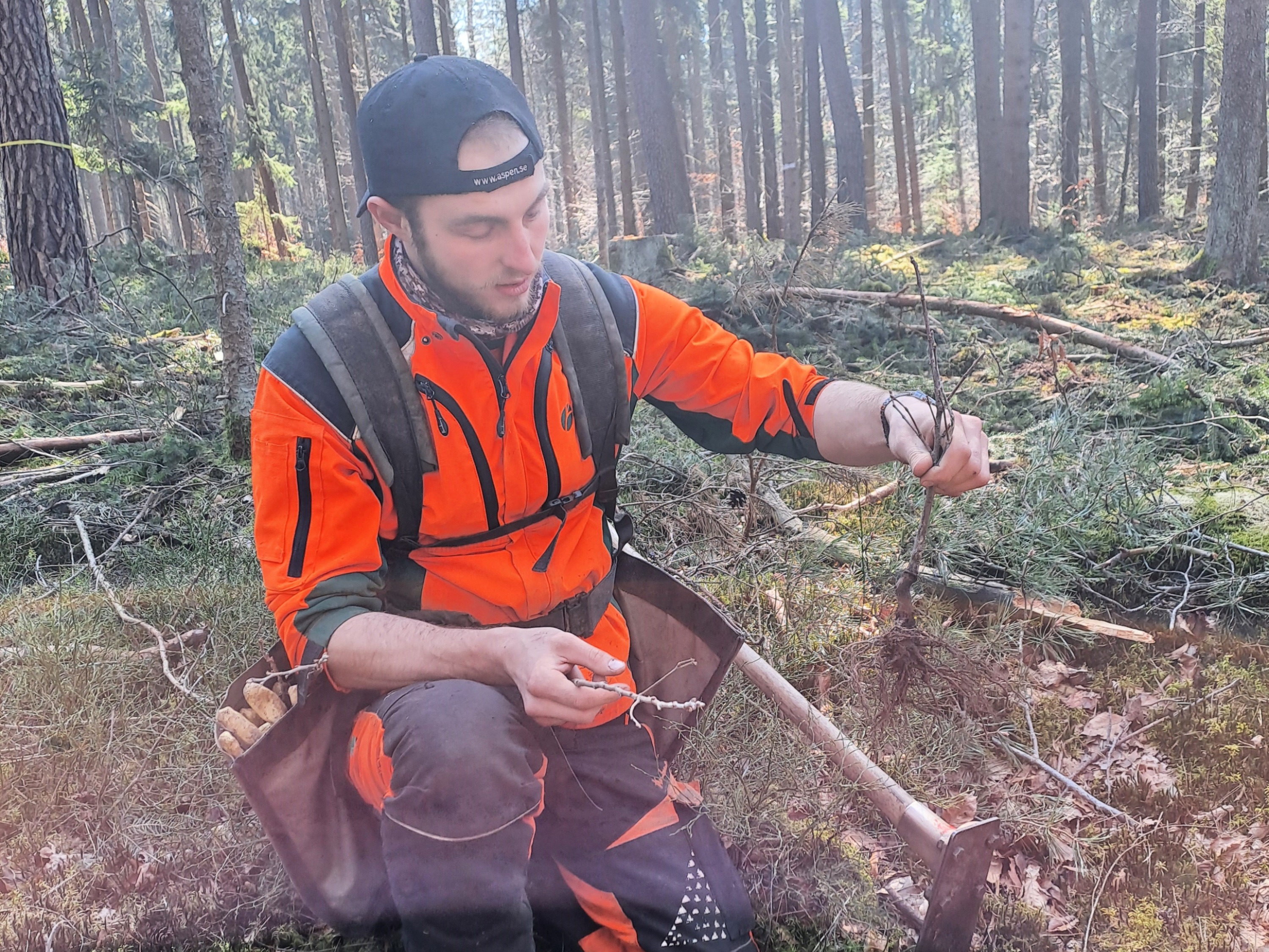 Forstwirt pflanzt junge Esskastanie mit Werkzeug im Wald