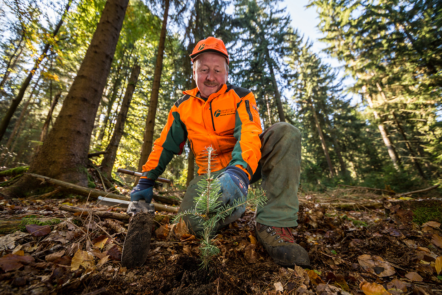 Forstwirt pflanzt eine Tanne in den Waldboden