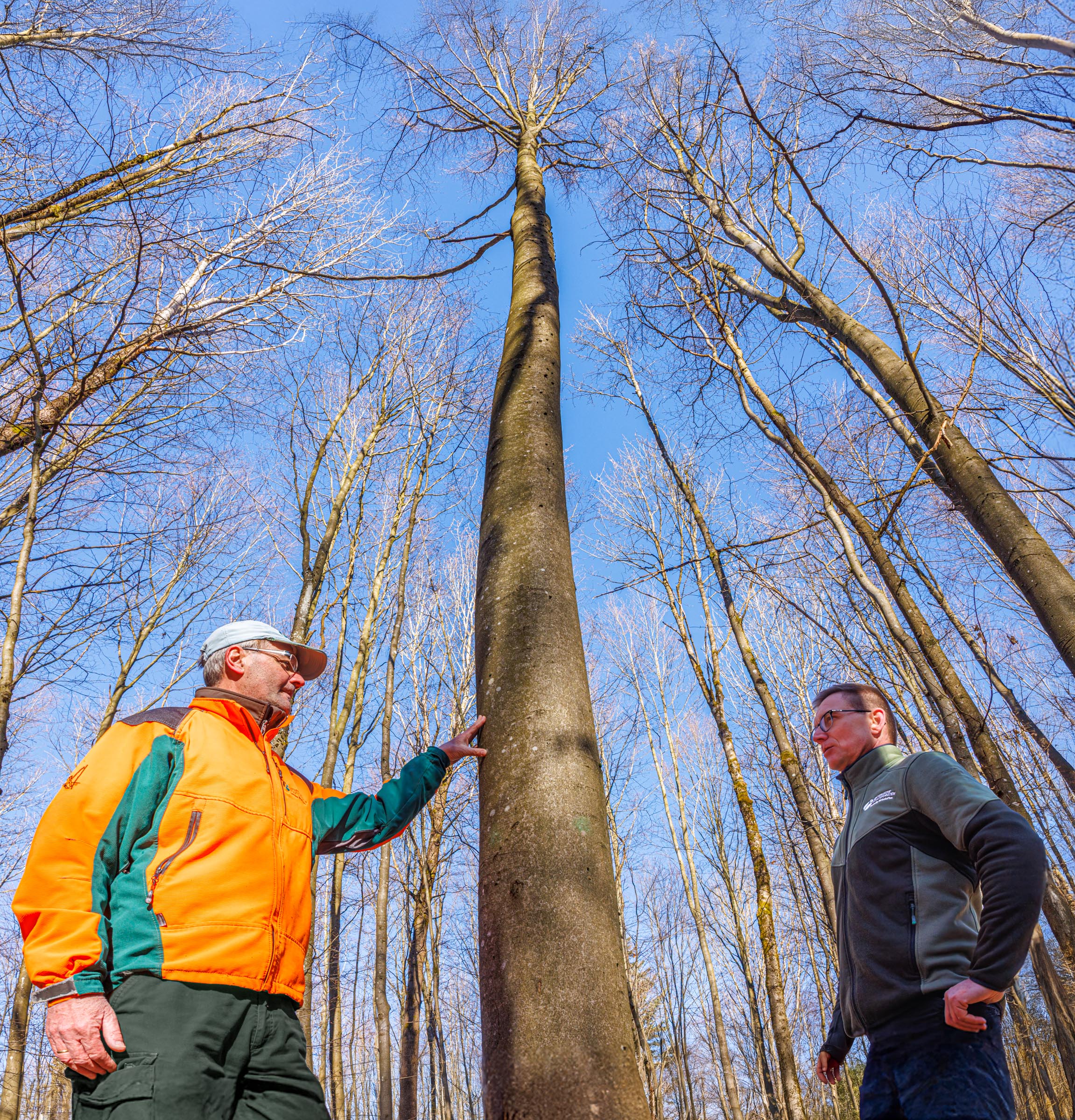 Zwei Förster begutachten eine Buche