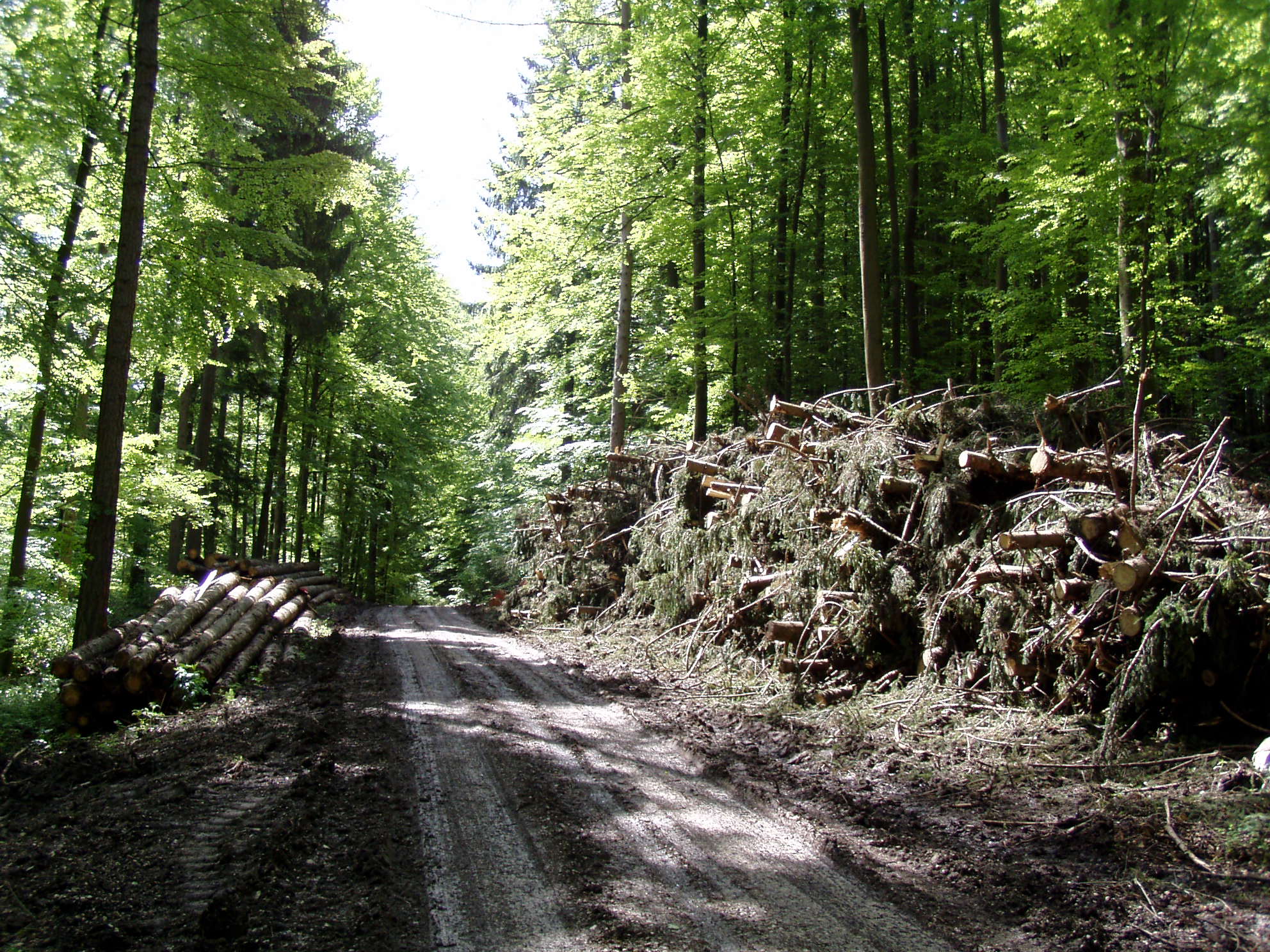Hackerhaufen im Wald