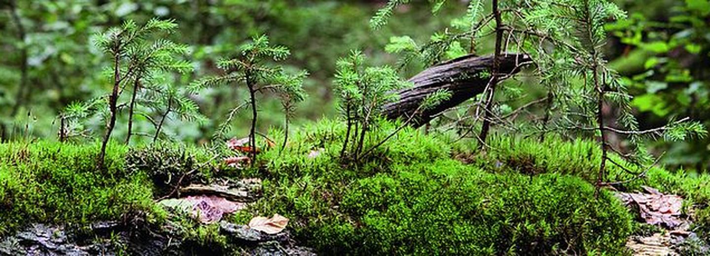 Wald