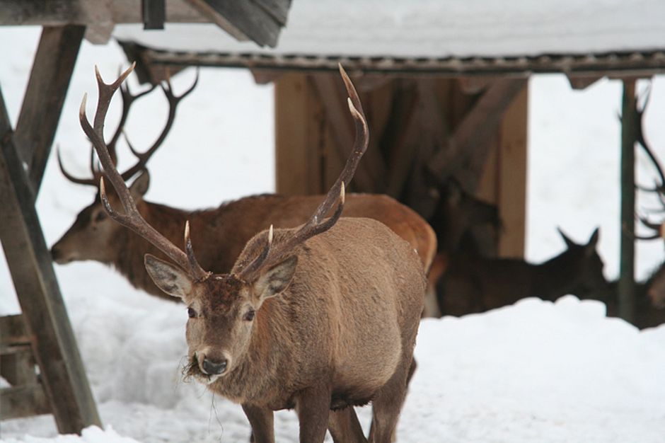 Hirsch im Schnee