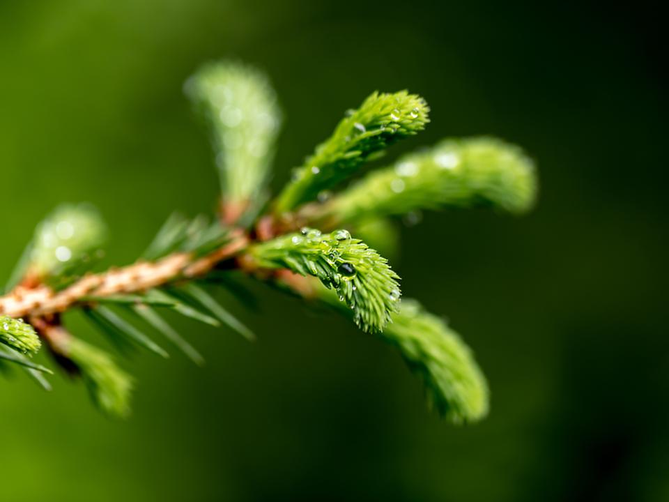 Fichtenzweig – ein typisches Merkmal der Fichte, die weiterhin eine bedeutende Baumart im Wald darstellt, obwohl ihr Anteil aufgrund des Klimawandels zurückgeht.