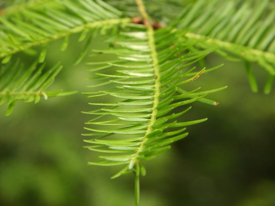 Junge Tanne im Wald – ein wachsender Nadelbaum