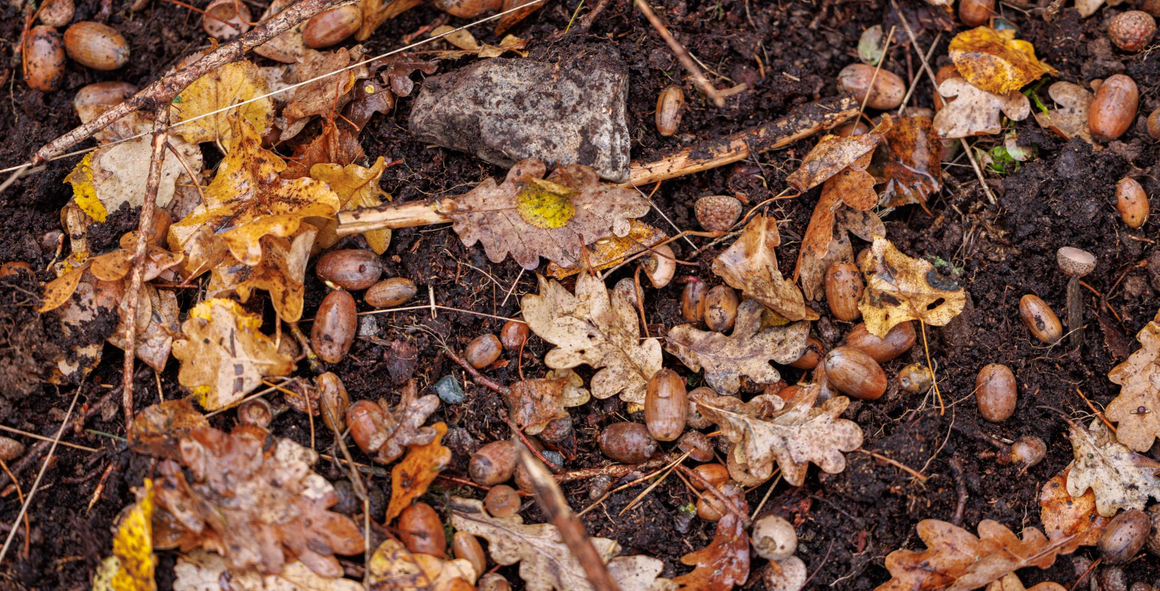 Eicheln auf Waldboden
