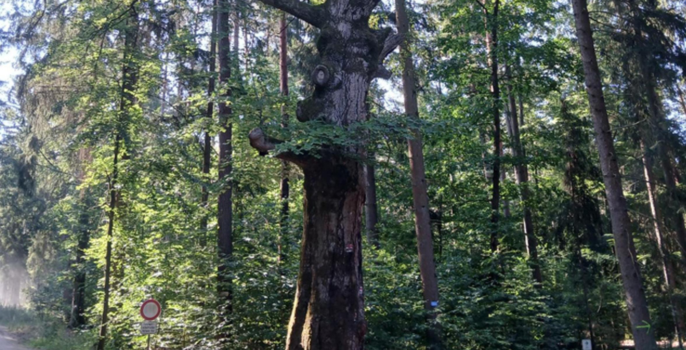 Alte Buche im Wald