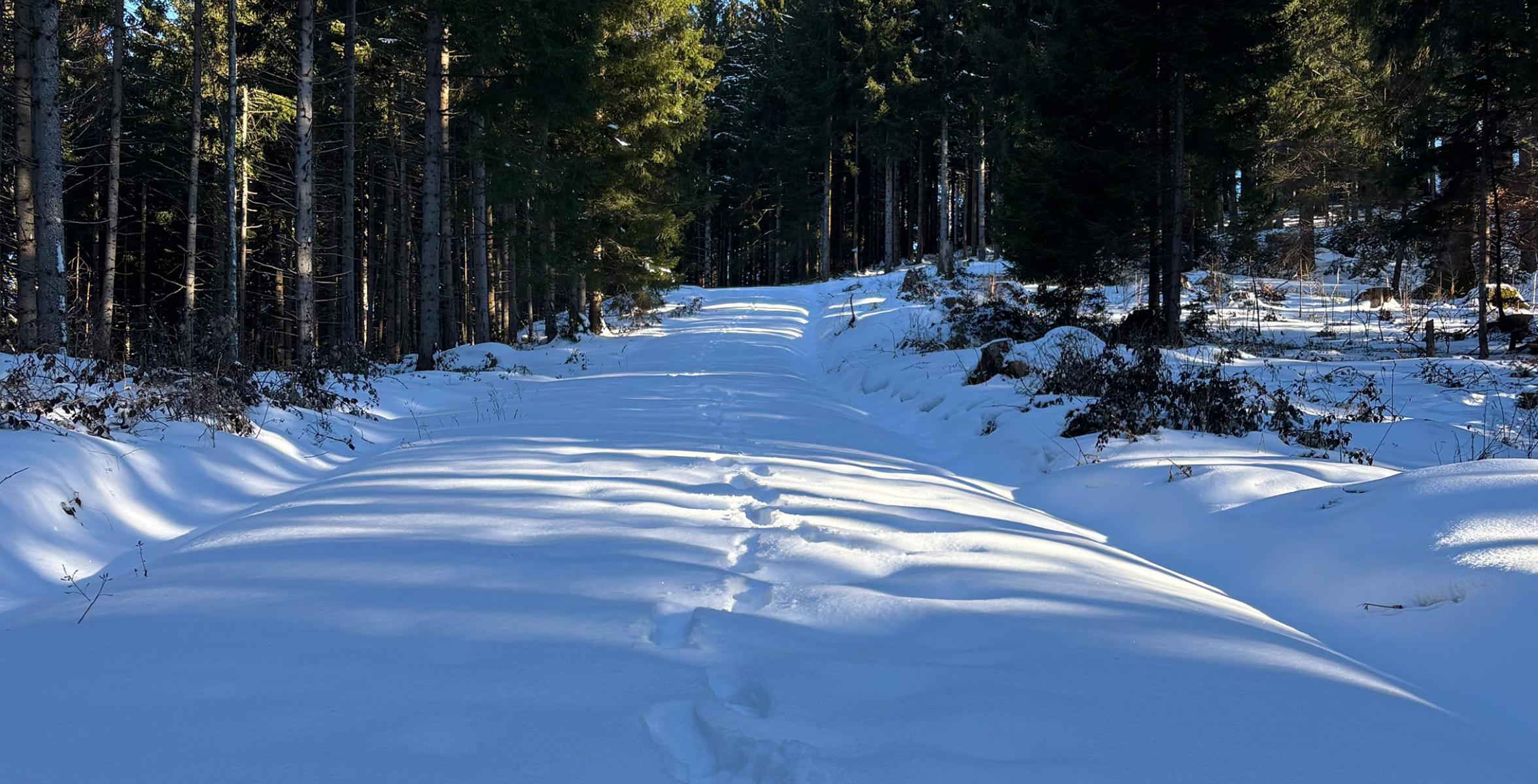 Waldweg im Winter