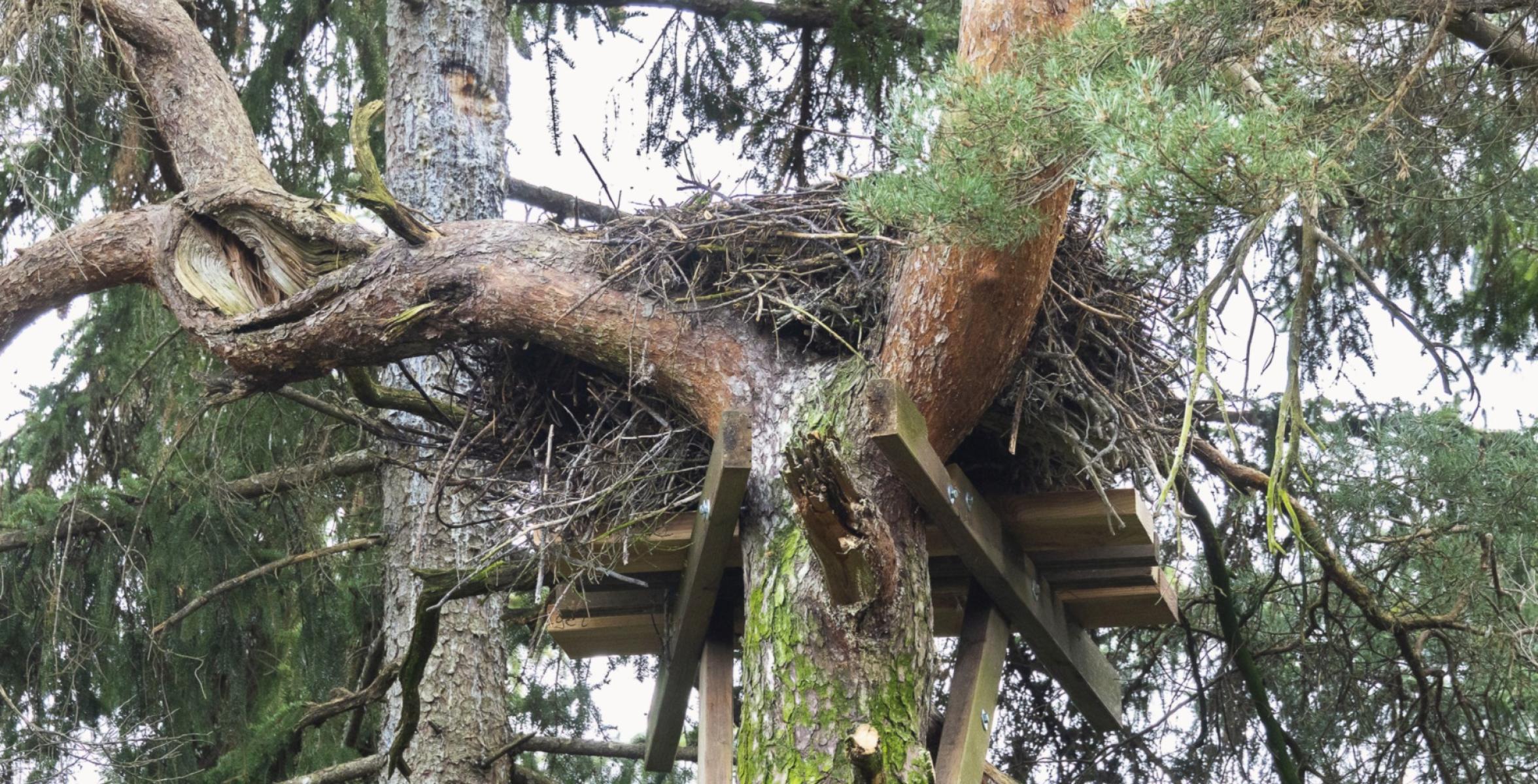 Vogelhorst künstlich gebaut oder saniert