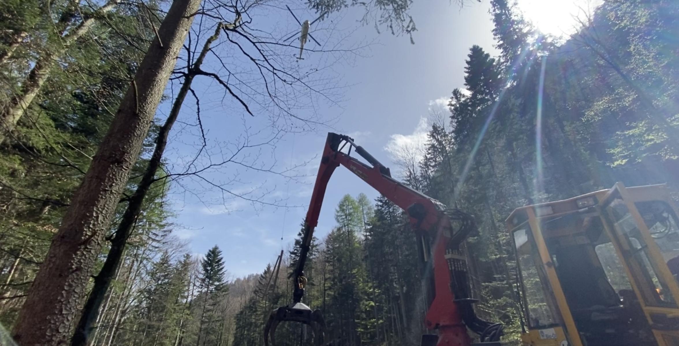 Ein Hubschrauber fliegt einen mit Borkenkäfer befallenen Stamm aus dem Wald.