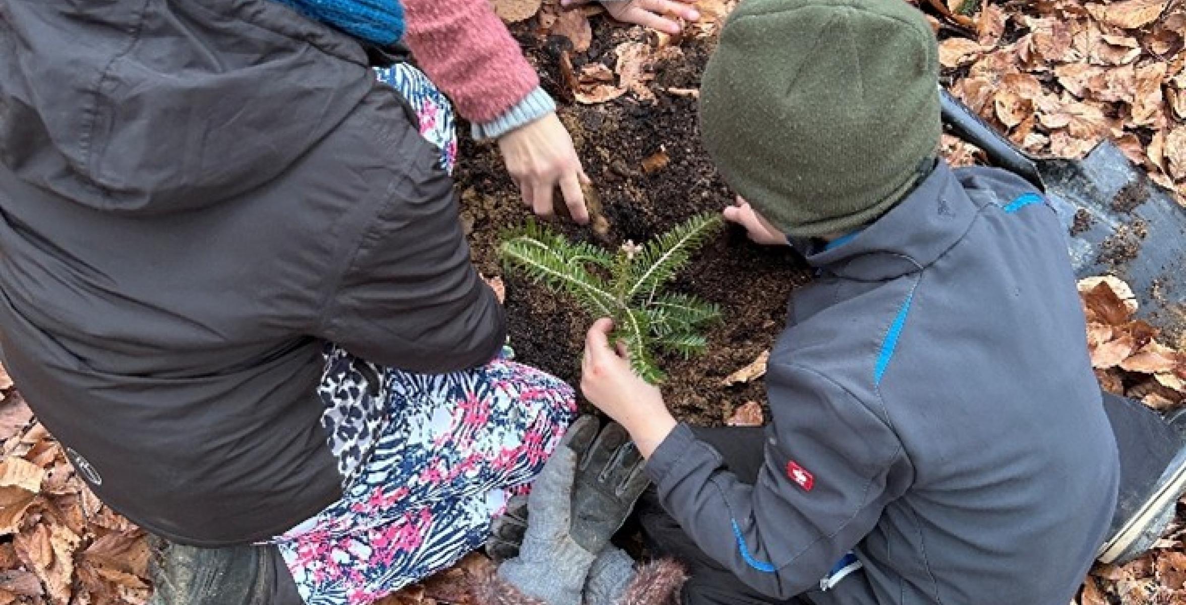Kinder, die im Wald Tannen pflanzen
