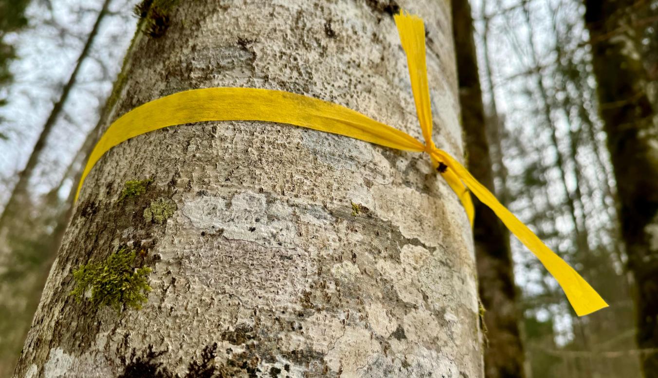gelb- markierung- zukunftsbaum