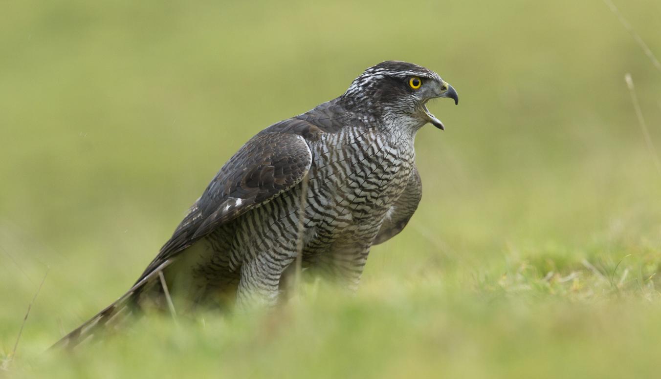 Habicht in der Wiese