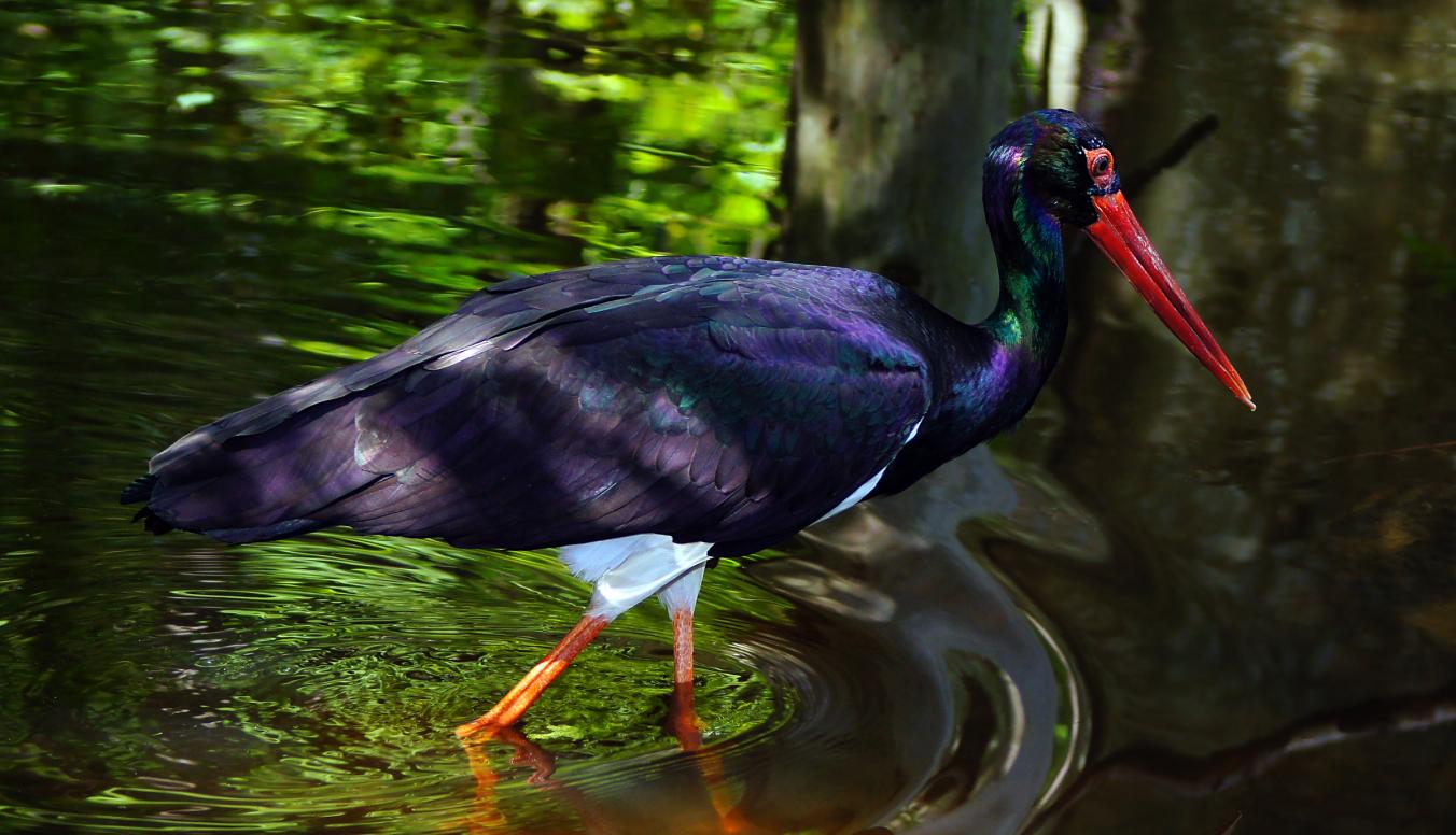 Schwarzstorch am Wasser