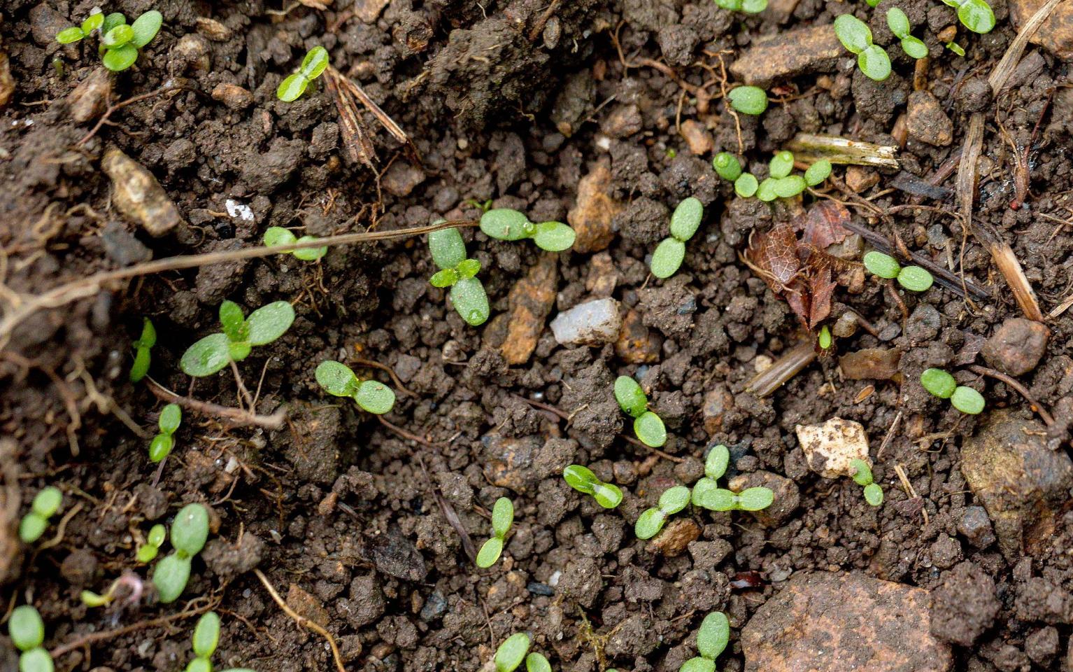 Die ersten Samen fangen zu wachsen an. Erde mit kleinen Pflanzen.