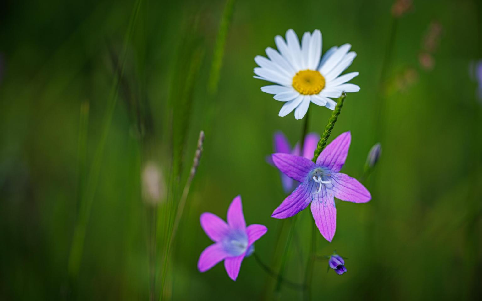 Blumen in einer Wiese