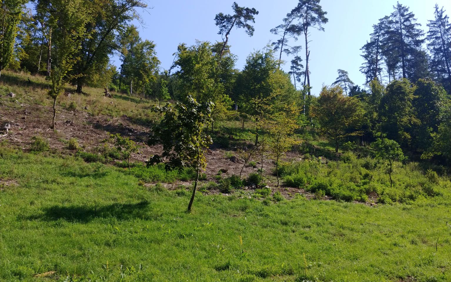 Hutewald Raithenbuch